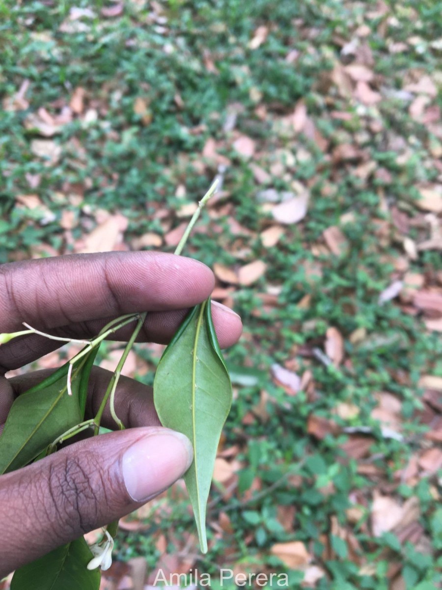 Doona zeylanica Thwaites(Thwaites) P.S.Ashton